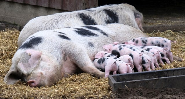 U dva šumadijska sela pobili sve svinje: Moguæa pojava zarazne bolesti?