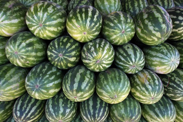 Porodica iz Srema proizvodi najviše lubenica na Balkanu: Rod po sezoni čak 3.500 tona