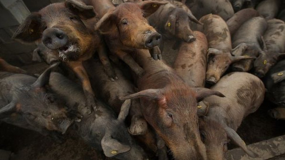 Afrièka svinjska kuga: Ima zaraze u Srbiji, ali ne i epidemije
