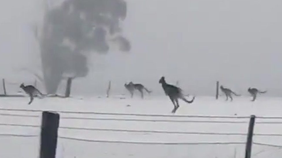 Australija: Kenguri snimljeni kako skakuću po snegu