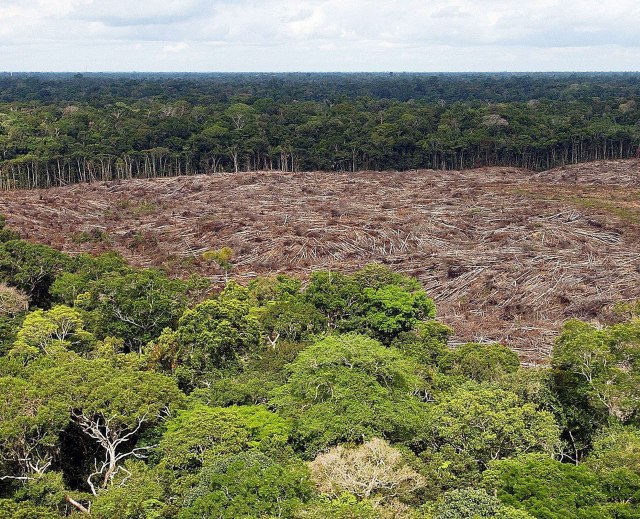 Požare u Amazoniji nisu izazvali vetar i vruæina - ekolozi optužuju stoèare