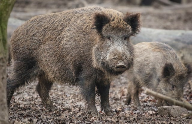 Zbog pojave afričke kuge u Srbiji propisali odstrel divljih svinja