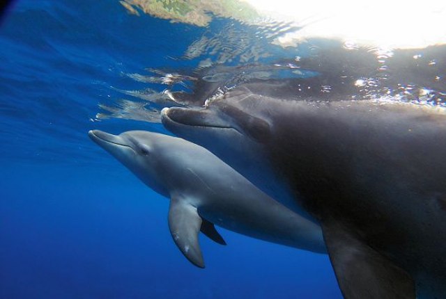 Kao sa loptom: Delfin uživao u igri sa meduzom VIDEO
