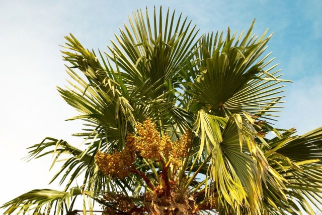 Infekcija se brzo širi: Palme se suše bez moguænosti oporavka