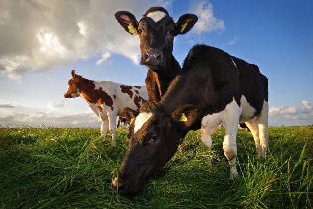 Narodna farma u Holandiji: Na 20 hektara 15 krava, 20 svinja i 500 kokošaka