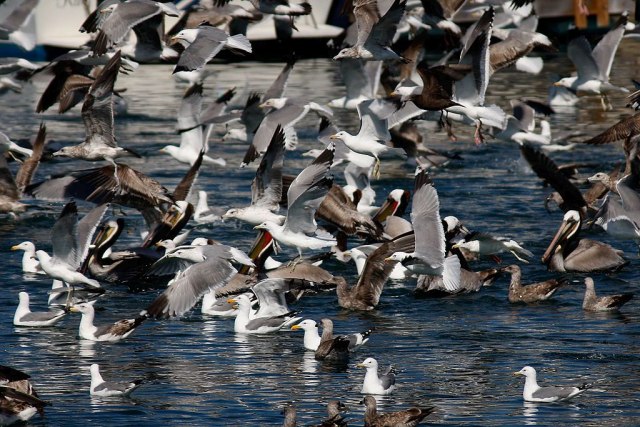 Zastrašujuæi prizor: 11.000 ptica palo mrtvo sa neba VIDEO
