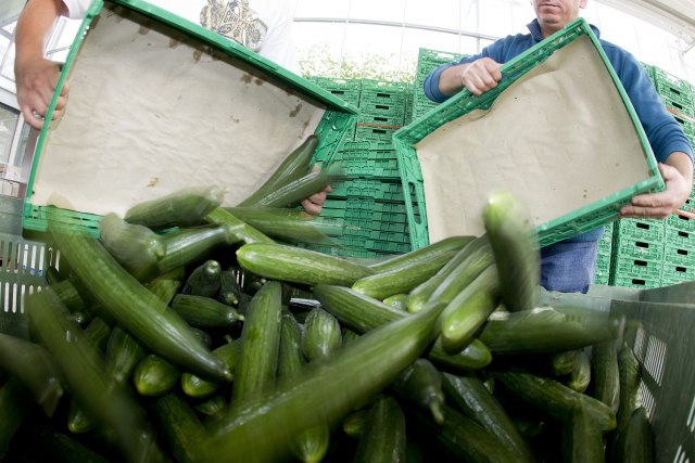 Pesticid u kornišonima: Inspekcija RS zabranila uvoz 20 tona krastavaca iz Srbije