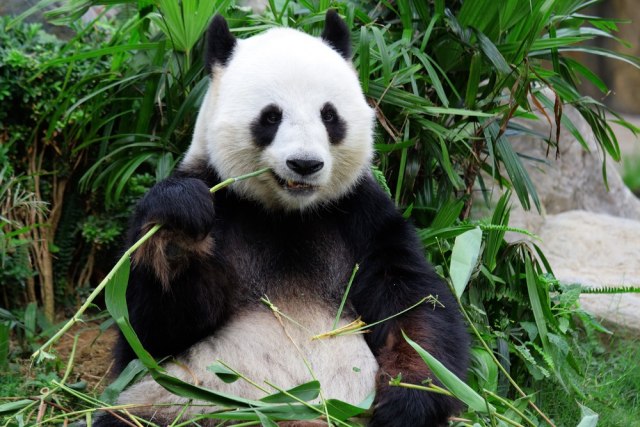 Panda Bei Bei proslavio poslednji rođendan u Americi uz tortu koju najviše voli VIDEO