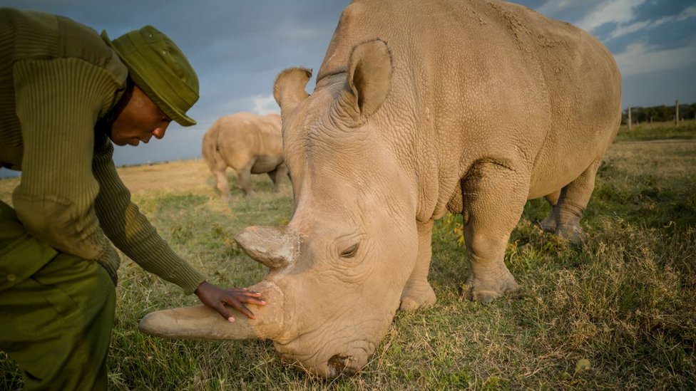 Severni beli nosorog: Spas vrste poèiva na poslednje dve ženke