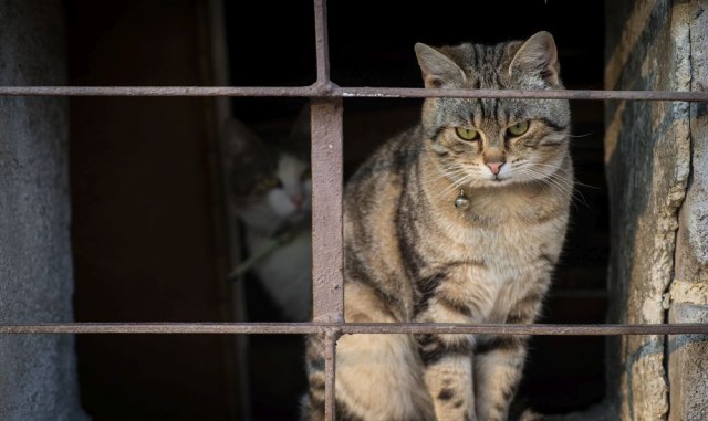 Preko mačke pokušali da unesu mobilni u zatvor: Na leđima imala dva telefona