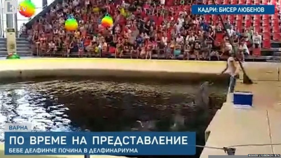 Smrt bebe delfina u bugarskom parku: 