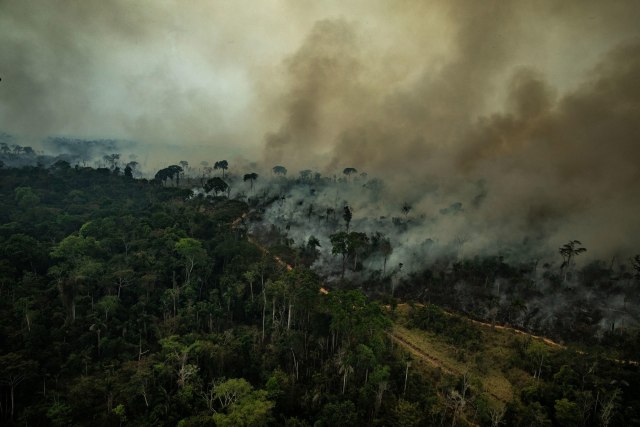 Nauènici: Uzgoj goveda i GM soje uništava Amazoniju