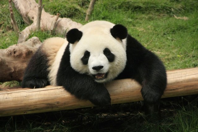 Najstarija panda na svetu proslavila 37. rođendan