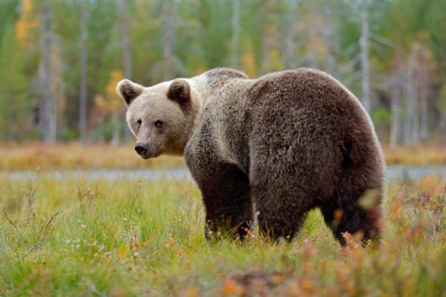 Postavio kameru da prati divlje svinje, a pojavio se veliki medved i uznemirio meštane
