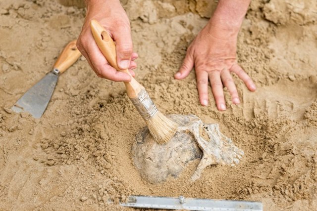Fosil star 3,8 miliona godina otkriva lice pretka poznatog skeleta Lusi