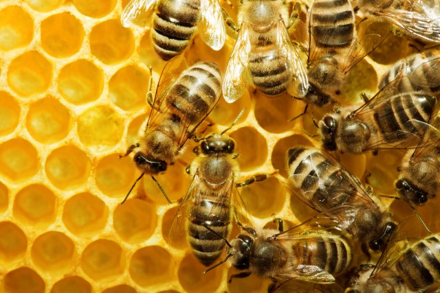 Med od pamuka glavna atrakcija: Uspešni Grk ugostio pčelare iz Pomoravlja