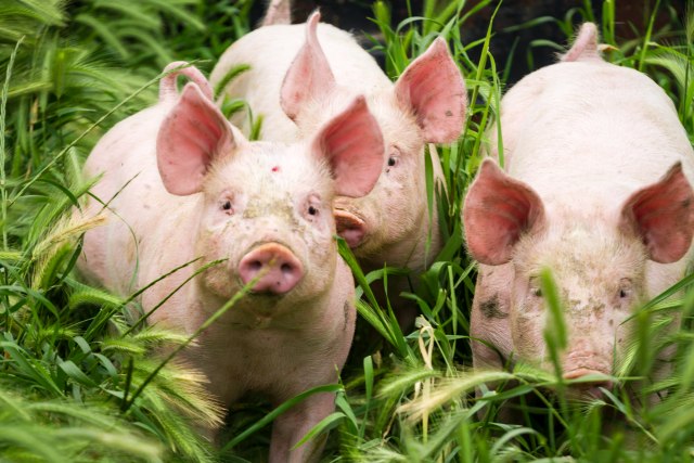Uhvaæene svinje koje su pobegle sa farme i pravile lom u gradu VIDEO
