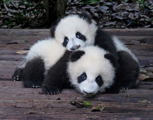 Prve pande rođene u Nemačkoj: Bebe su veličine šake
