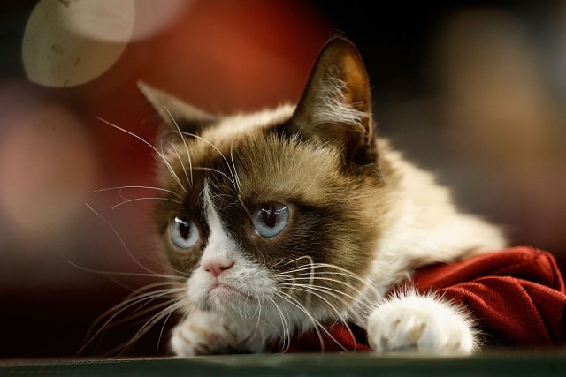 Ova maèka je bila namrštena više od najpoznatije "ljutite" maèke interneta FOTO