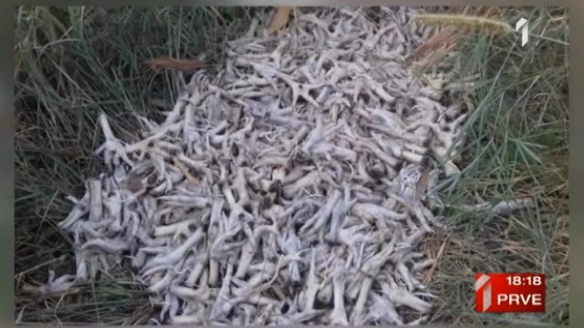 Nemili prizor u Srbiji: Pileæe nogice na ogromnoj gomili istovarene kraj Morave VIDEO
