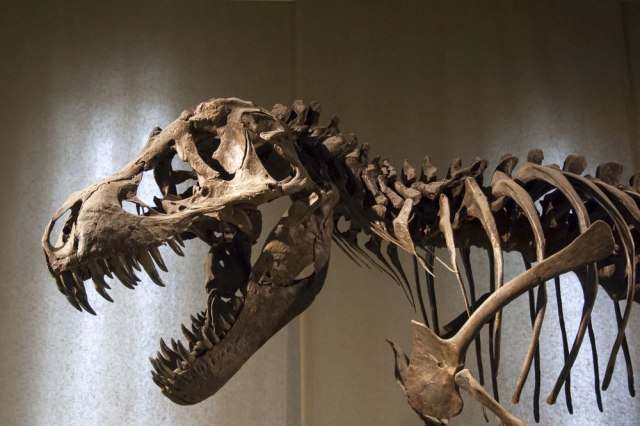 Otkrivena nova vrsta dinosaurusa: Pronaðen najveæi skelet ikada