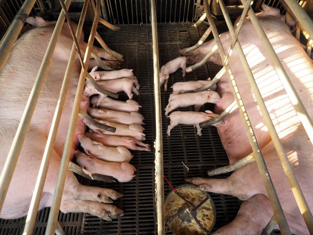 U Japanu zbog svinjske kuge usmræene 753 svinje