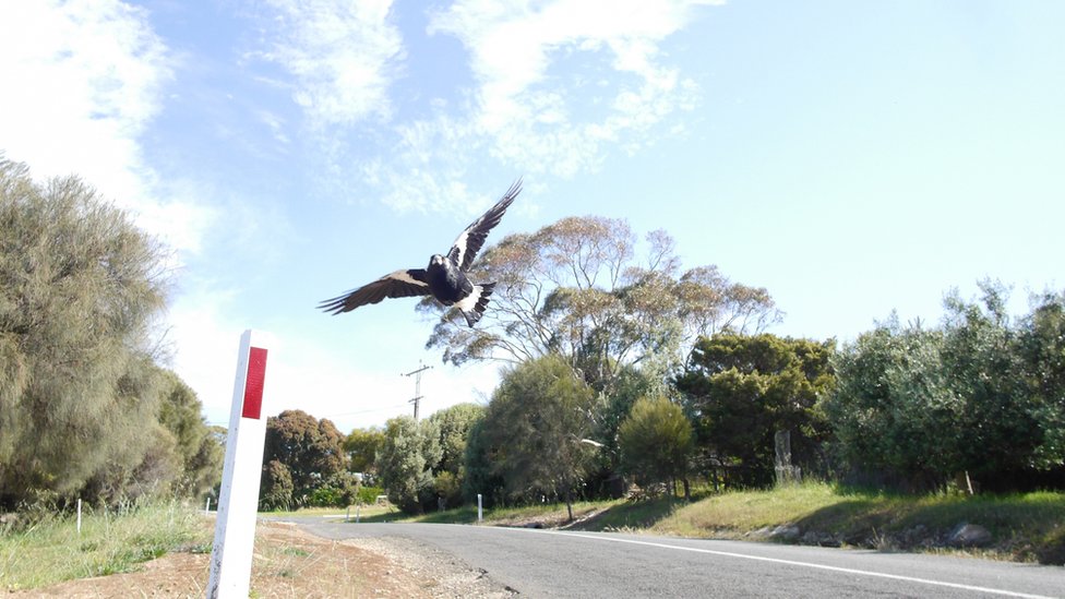 Ptice i napadi: Australijski biciklista poginuo bežeći od svrake