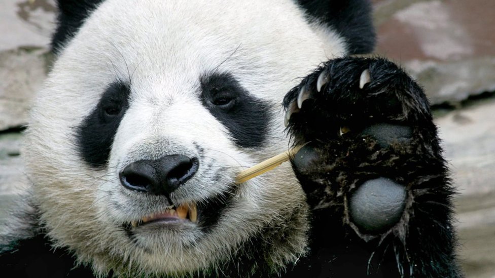 Smrt džinovske pande na Tajlandu izazvala buru - Kina pokrenula istragu