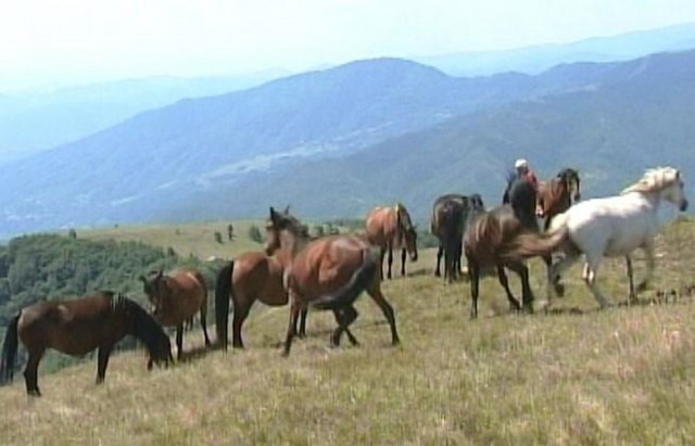 Srpski biser na koji su se vratili divlji konji
