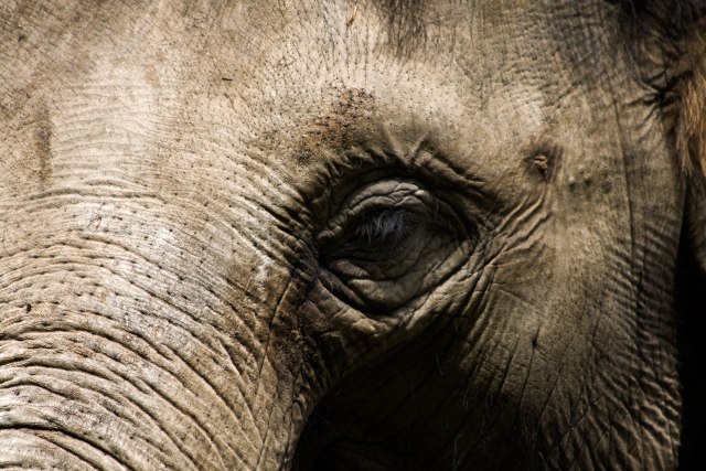 Uznemirujuće: Šest slonova stradalo na Tajlandu u pokušaju da spasu mladunče