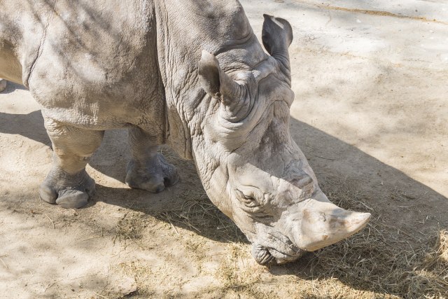 Najstariji nemaèki nosorog slavi 50. roðendan: Iako je ostala bez zuba, Natala se odlièno drži FOTO