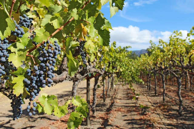 Klimatske promene i vinogradarstvo u Srbiji