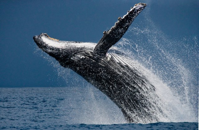 Grbavog kita koji se pojavio u Temzi najverovatnije je udario brod VIDEO