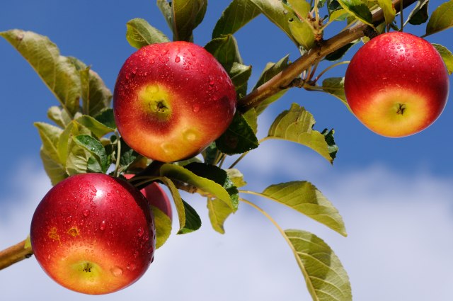 Da li æe amerièka jabuka osvojiti svet:  Nova sorta od iduæe godine na rafovima