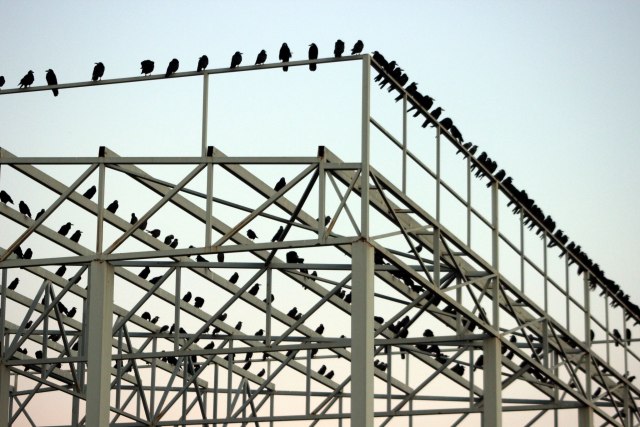 Došle da prezime: Stiglo 10.000 vrana u dolinu Velike Morave