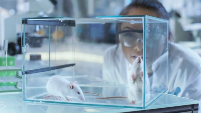 Fotografije iz laboratorija su užasne: Kome je žao pacova nakljukanih hemikalijama?