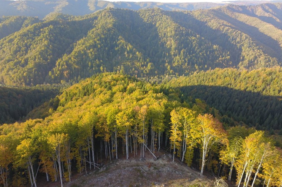 Rumunija i smrt rendžera: Borba protiv seèe šuma uzima danak