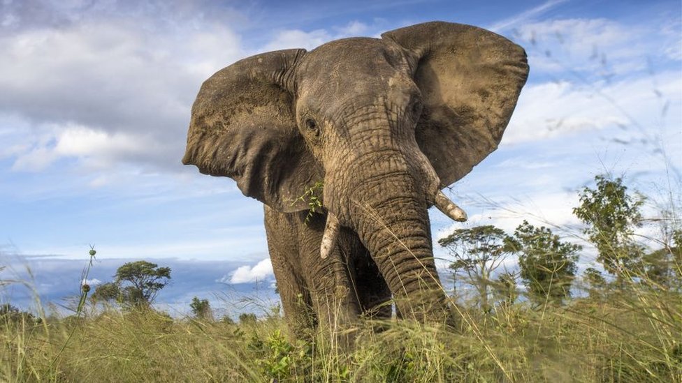 Najmanje 55 slonova uginulo zbog suše