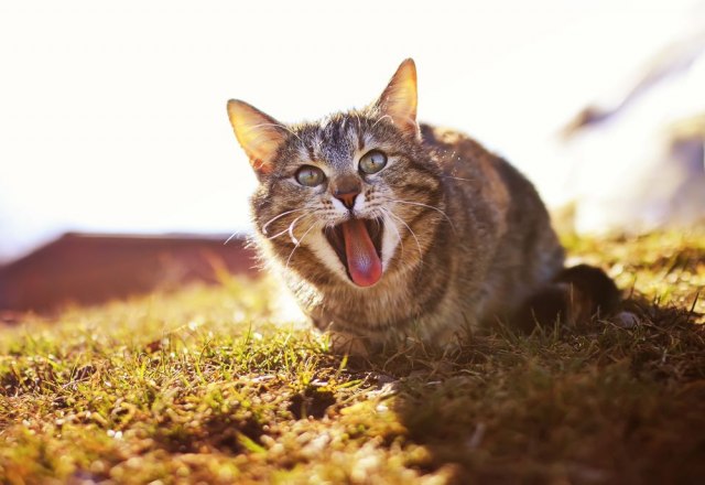Neke su prièljivije: Šta nam maca poruèuje cvrkutanjem i cvokotanjem?