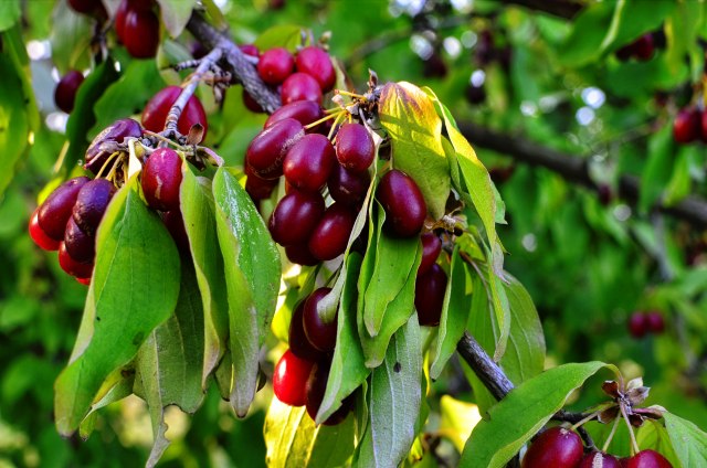 Ogroman potencijal zanemarene voæke: Zašto treba uzgajati dren?