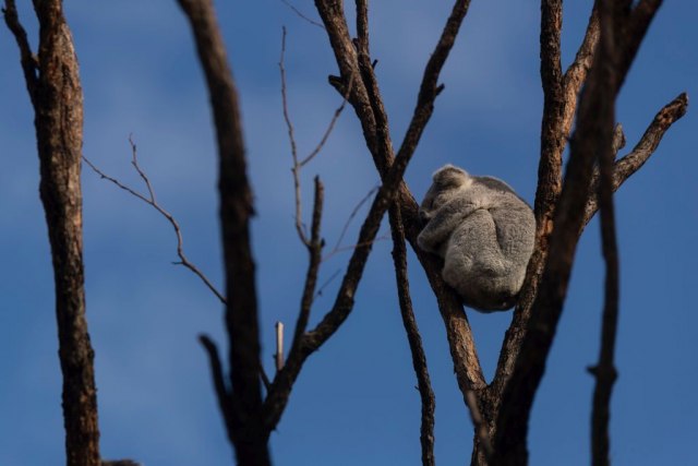 Ugrožene koale: Izgorelo 2000 hektara šuma, prirodnog staništa ovih životinja