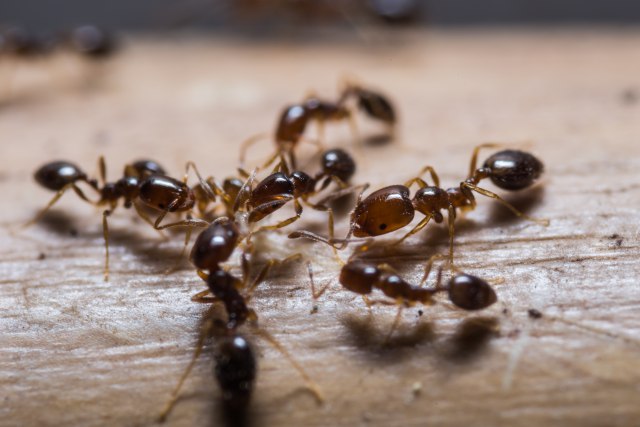 Milion mrava kanibala pobeglo iz nuklearnog bunkera: Opstali su tako što su jeli jedni druge