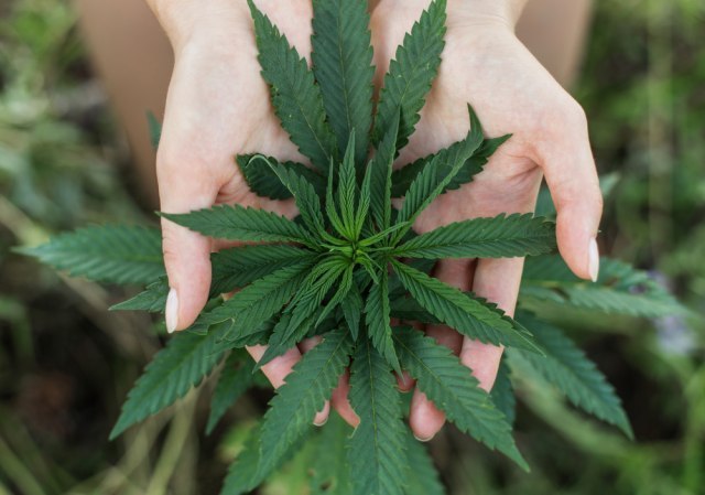 Rekordna zaplena stabljika marihuane