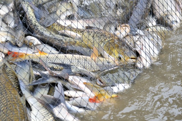 Da li su ribolovci krivi za desetkovan riblji fond? ANKETA