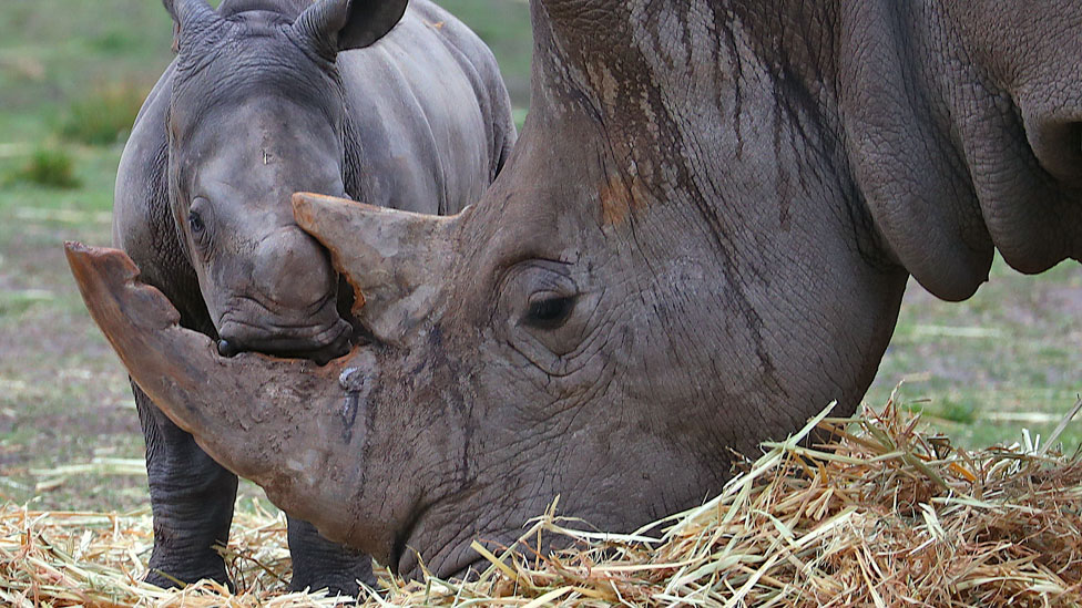 Nauènici u borbi protiv lovokradica - lažni rogovi nosoroga stižu na tržište