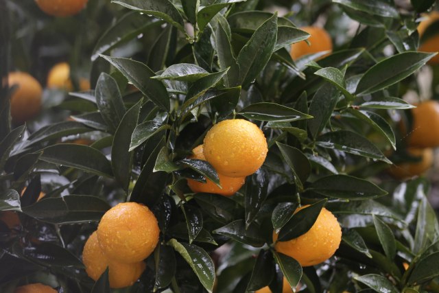 Šteta umesto zarade: Proizvoðaèi mandarina u novim problemima