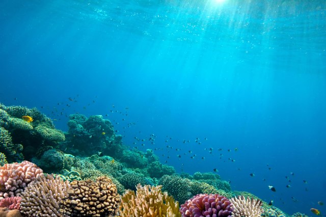 Izvor života: Okeani bi mogli da proizvode šest puta više hrane nego danas