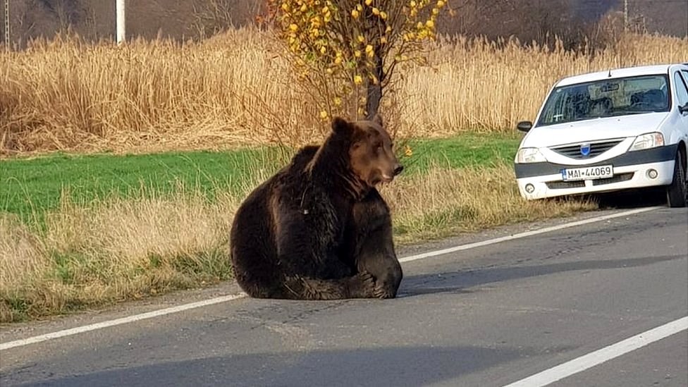 Rumunija i medvedi: Strah zbog smrtonosnog niza napada životinja