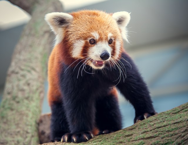 Potraga za nestalom životinjom: Crvena trogodišnja panda pobegla iz zoološkog vrta