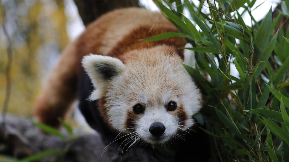 Crvena panda: Mužjak ugrožene vrste pobegao iz zoo vrta u Francuskoj